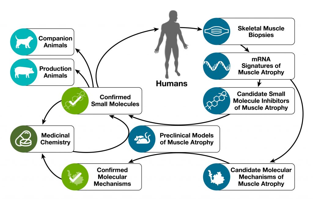 Emmyon Medical Platform Diagram